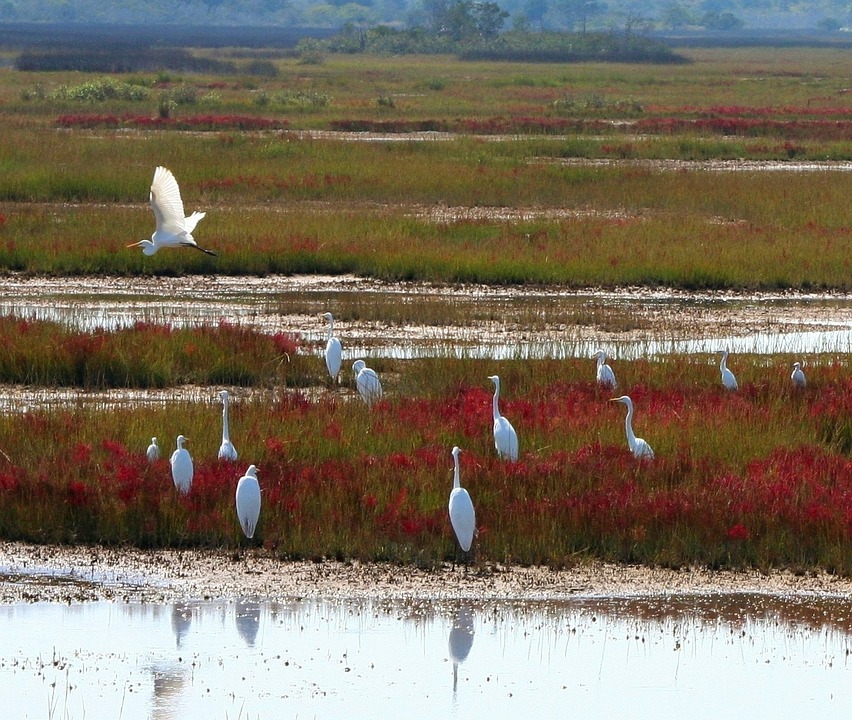 Exploring the Mysteries of Bog Island: A Hidden Gem of the North