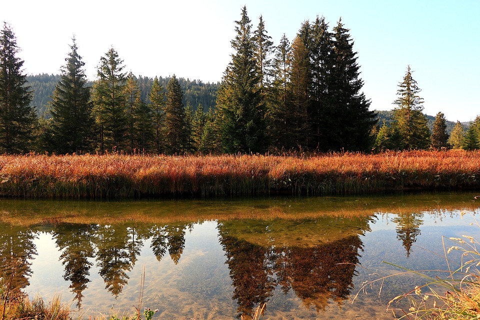 Preserving the Beauty of Bog Island: Conservation Efforts and Sustainability