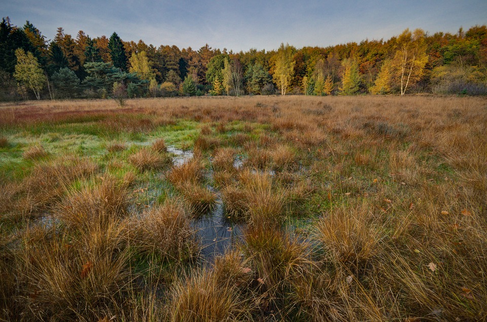 Hiking Trails and Wildlife Spotting on Bog Island: A Nature Lover’s Paradise