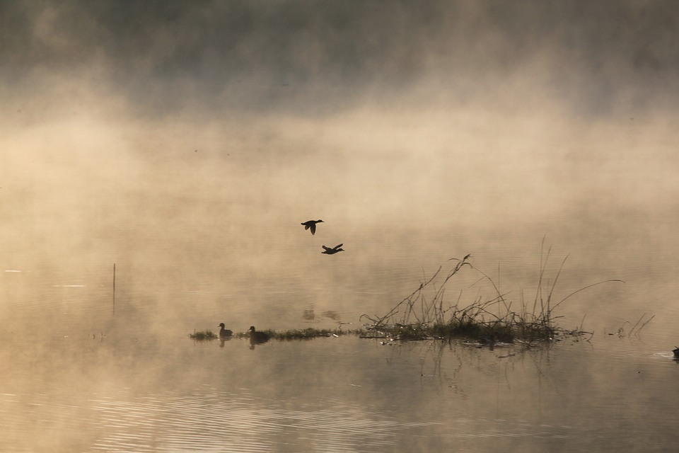 Finding Solitude and Serenity on Bog Island: A Retreat for Relaxation